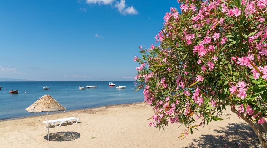 ERDEK AVŞA ADASI TURU 2026