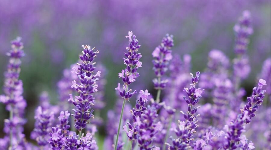 LAVANTA BAHÇELERİ SALDA GÖLÜ TURU