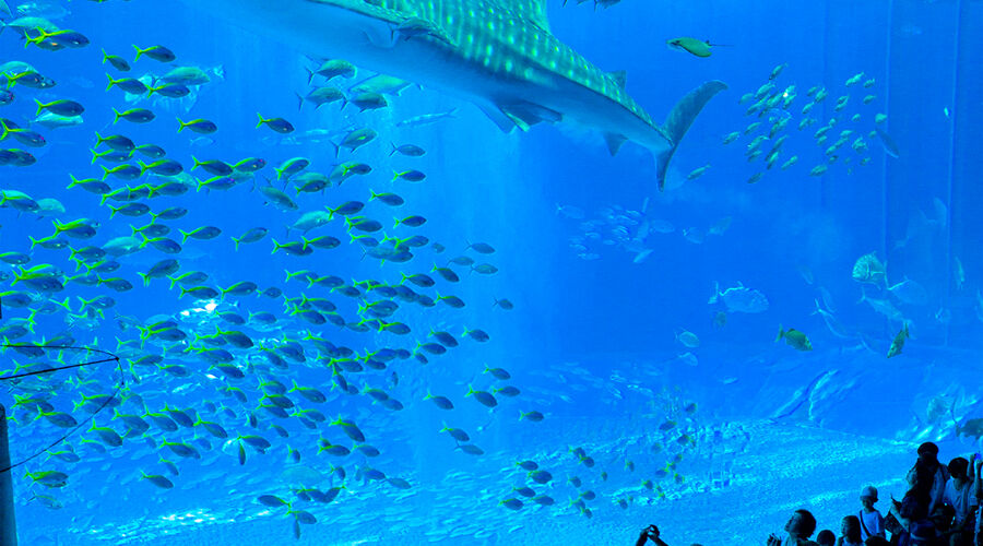 Dubaı  Abu Dhabı Turu (4 Gece Konaklamalı) 2026