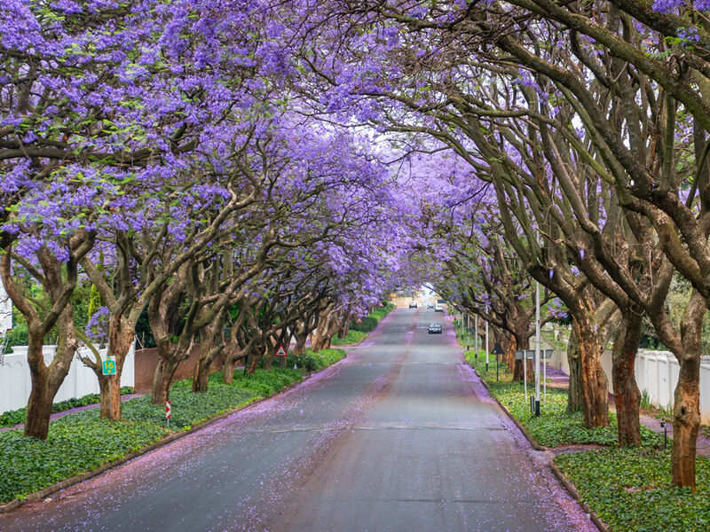 Görkemli Güney Afrika ve Safari 7 Gece - THY ile 23 Mayıs (Kurban Bayramı Özel) (CPT - JNB) AT1123
