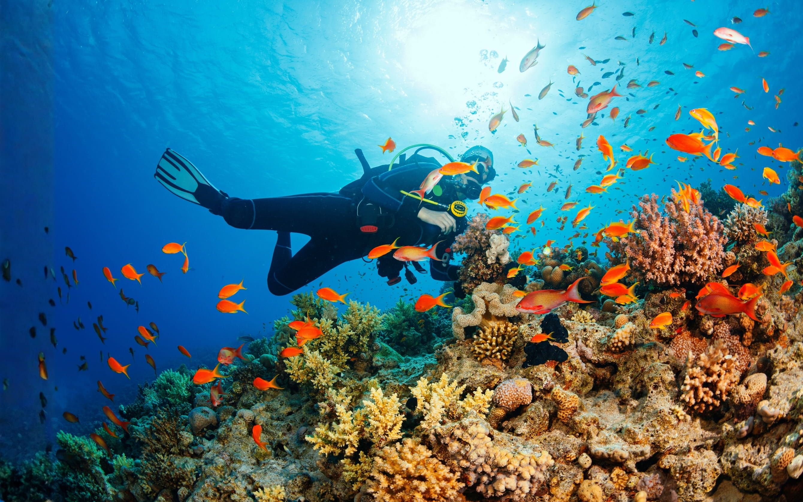 Sharm Kahire ve İskenderiye Masalı (Şehir Turları ve Khan El Khalil Çarşısı Turu Dahil)