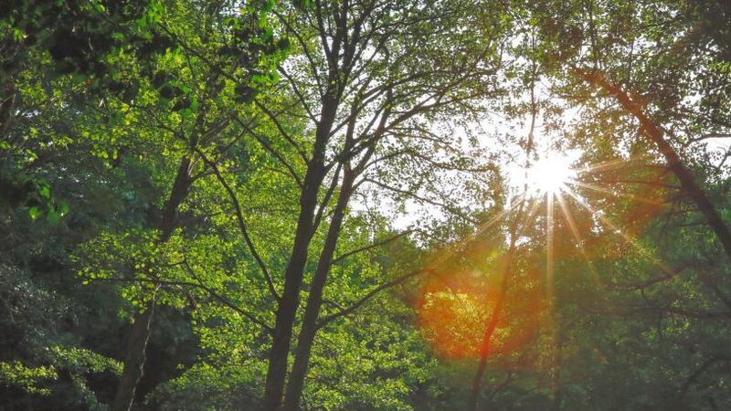 Kazdağı Kamp Zeytinli