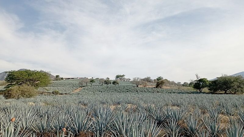 Büyük Meksika Tequıla Turu Türk Havayolları ile 12 Gün