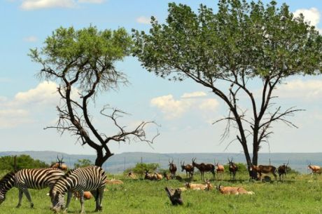Dolu Dolu Güney Afrika Safari Turu Rotası (Cape Town - Johannesburg)
