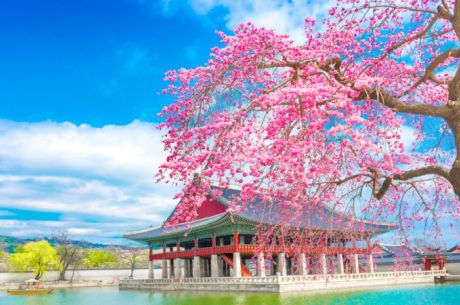 Dolu Dolu Japonya & Kore Turu Mistik Rotalar V2