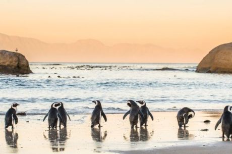 Görkemli Güney Afrika ve Safari 7 Gece Türk Hava Yolları ile 23 Mayıs Hareketli (Kurban Bayramı Özel) (CPT - JNB)