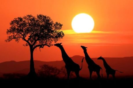 Dolu Dolu Kenya Safari Turu Rotası