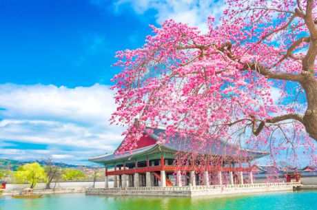 Comfort Japonya Turu Etihad Hava Yolları ile 6 gece Ekstra Turlar Dahil 2026 Dönemi NRT-KIX