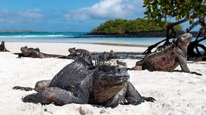 Ekvador - Galapagos - Kolombiya THY İle 12 Gece 13 Gün