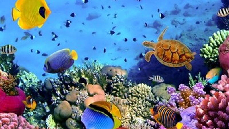 Sharm El Sheikh Turu Türk Havayolları ile 4 Gece Otelden Geç Çıkışlı
