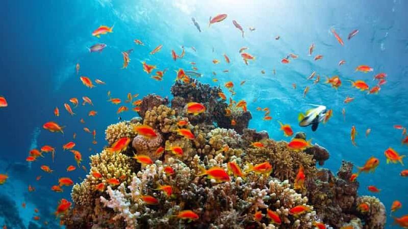 Ankara Çıkışlı Sharm El Sheikh Turu 2 Gece Kahire Şehir Gezisi Dahil