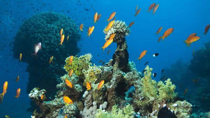 Sharm El Sheikh - Kızıldeniz Rotası Turu (4 Gece - 5 Gün) V2