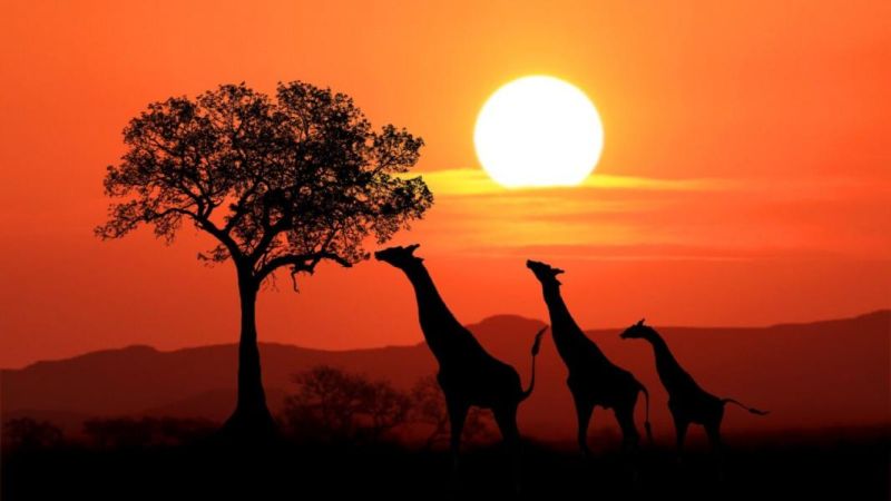 Dolu Dolu Kenya Safari Turu Rotası