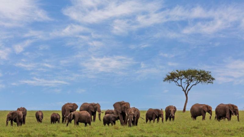Dolu Dolu Kenya Safari Turu Rotası