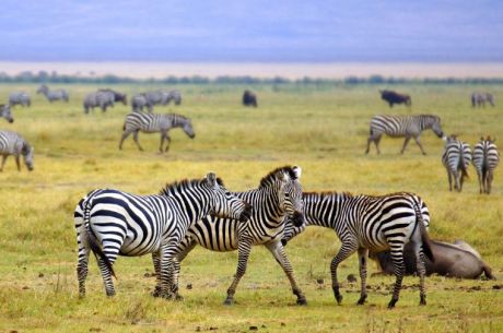 Dolu Dolu Kenya Safari Turu Rotası