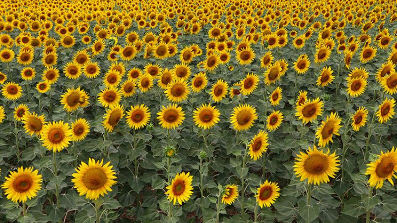 Trakya-Edirne-İğneada  Turu (2 Gece Konaklama) 2026