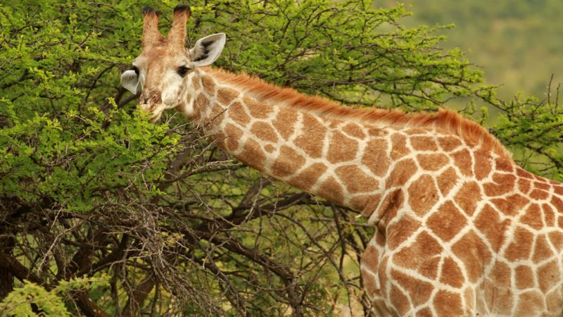 Dolu Dolu Güney Afrika Safari Turu Rotası (Cape Town - Johannesburg)