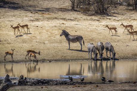 Dolu Dolu Güney Afrika Safari Turu Rotası (Cape Town - Johannesburg)