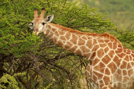 Dolu Dolu Güney Afrika & Botsvana & Victoria Şelaleleri Turu Rotası V2