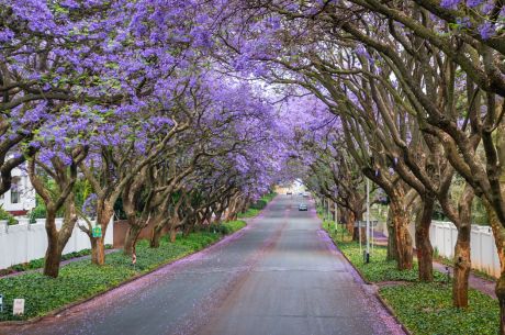 Görkemli Güney Afrika ve Safari 7 Gece Türk Hava Yolları ile 23 Mayıs Hareketli (Kurban Bayramı Özel) (CPT - JNB)