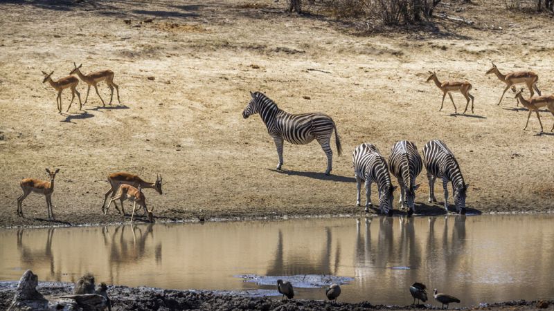 Görkemli Güney Afrika ve Safari 7 Gece Türk Hava Yolları ile 23 Mayıs Hareketli (Kurban Bayramı Özel) (CPT - JNB)