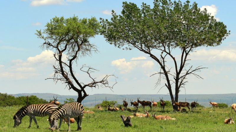 * VİZESİZ * - MUHTEŞEM GÜNEY AFRİKA - THY - 2026