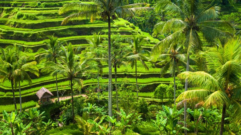 ELEGANT UBUD & BALİ & KUALA LUMPUR Air Asia Hava Yolları ile 6 Gece