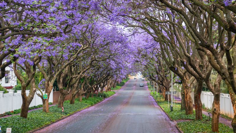 Afrika Keşfi “Güney Afrika, Zimbabve, Botsvana” THY ile 7 gece (CPT-JNB) Cape Town (3) – Victoria Falls (3) – Chobe Ulusal Parkı – Johannesburg (1)