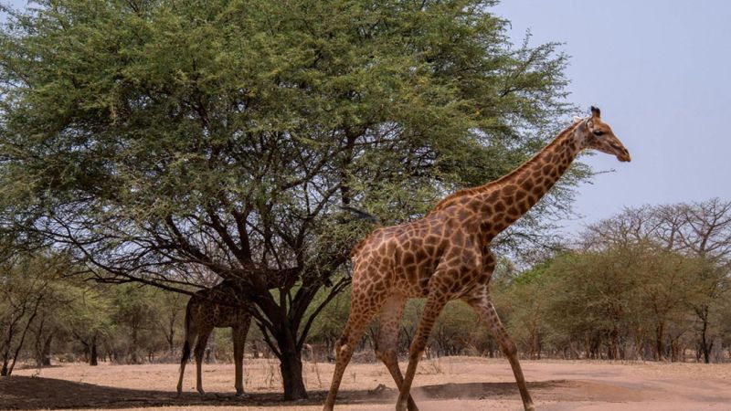 Senegal Cape Verde Turu THY ile 8 Gece 10 Gün 2026 EJ001